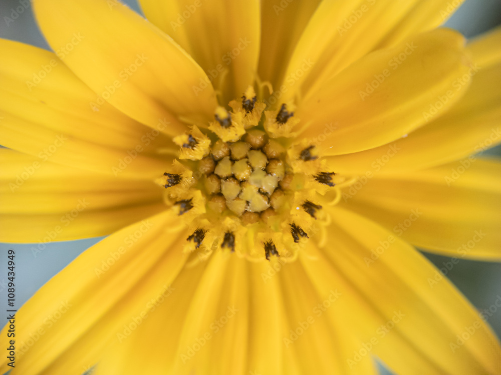 The Secret Life of Pollen: Macro Photography of Flower Details. The Secret Life of Pollen: Macro Photography of Flower Details.