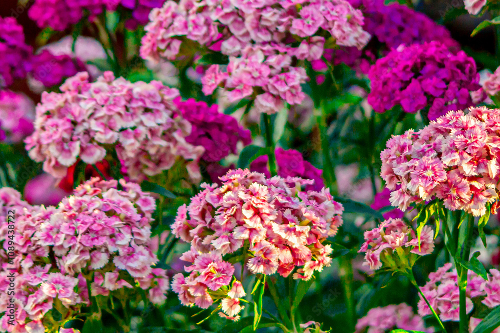 Flower - roses. Blooming chrysanthemum, peony, pituni. A flowerbed of wildflowers. Beautiful bud. Flowers for birthday. Postcard. green plants landscape, ecology, fresh wallpaper concept. Flower - roses. Blooming chrysanthemum, peony, pituni. A flowerbed of wildflowers. Beautiful bud. Flowers for birthday. Postcard. green plants landscape, ecology, fresh wallpaper concept.