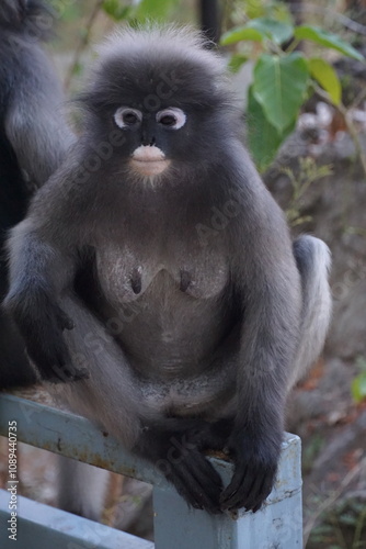 Curious monkey observing its surroundings in a natural habitat wildlife photography jungle environment close-up perspective