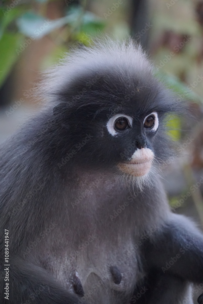 Captivating close-up of a monkey local wildlife sanctuary animal portrait natural habitat eye-level perspective nature conservation Captivating close-up of a monkey local wildlife sanctuary animal portrait natural habitat eye-level perspective nature conservation