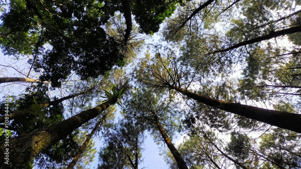 Fototapeta premium portrait of a tree with dense leaves from below