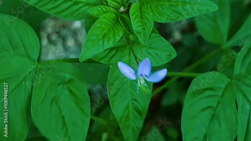 flowers in the garden