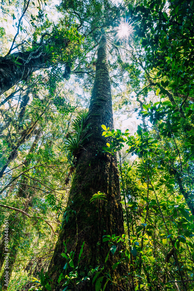 Fototapeta premium forest tree