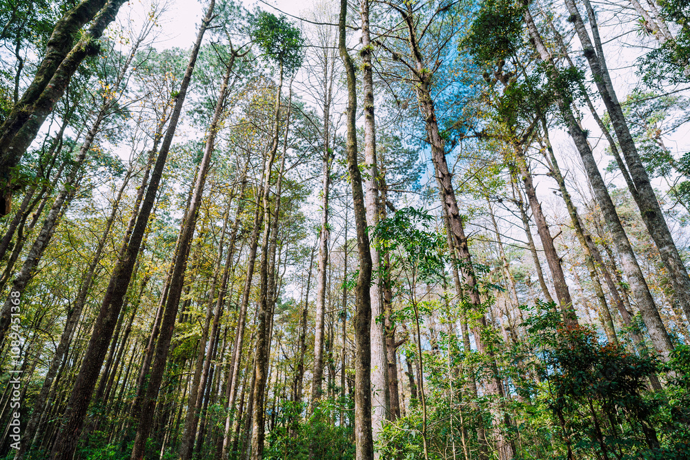 forest tree forest tree