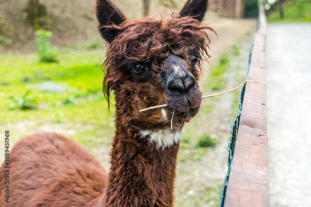 Obraz premium Portrait von einem Lama mit lustigem Gesichtsausdruck und Grashalm im Mund