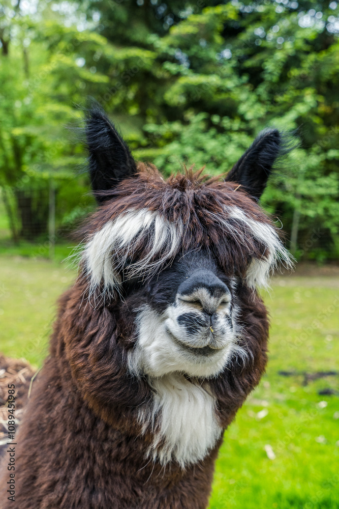 Portrait von einem Lama mit einem Lächeln im Gesicht Portrait von einem Lama mit einem Lächeln im Gesicht