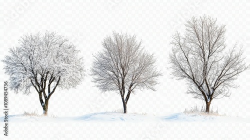 trees in winter concept. Three snow-covered trees stand peacefully in a winter landscape, showcasing the serene beauty of nature in a wintry setting.