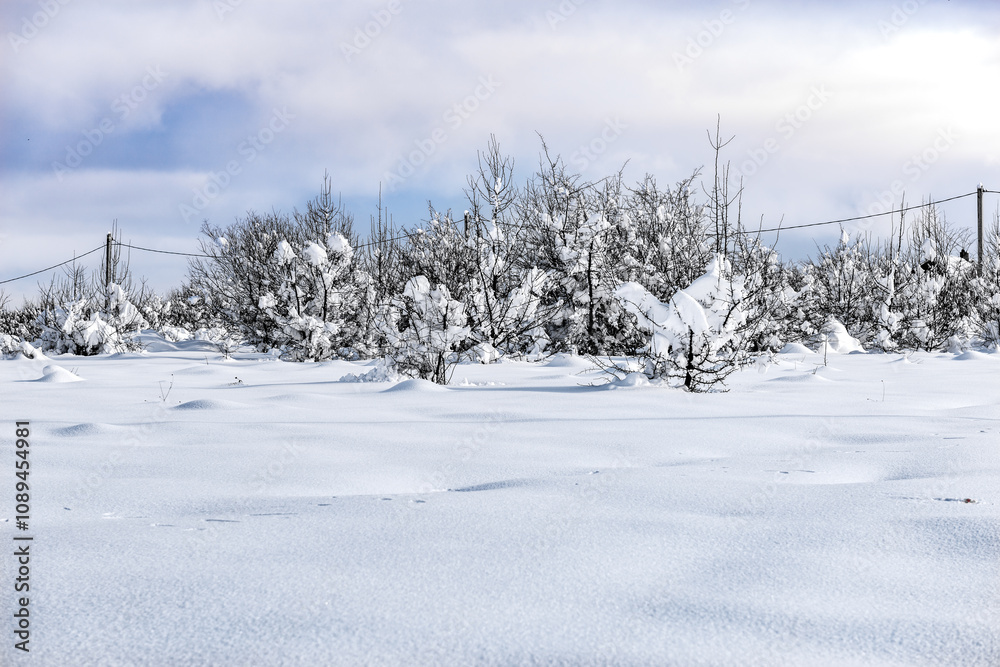 At the edge of the forest, the meadow is covered with deep snow snowdrifts At the edge of the forest, the meadow is covered with deep snow snowdrifts