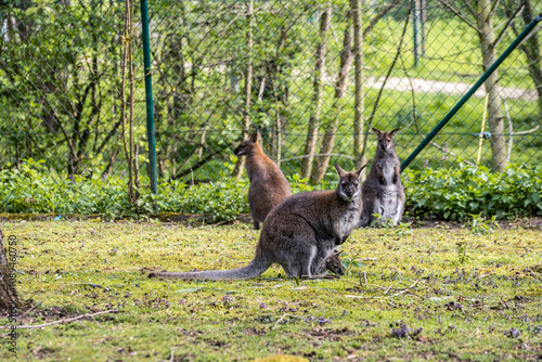 Wallaby mit Jungtier: Einblick in die Tierwelt photo