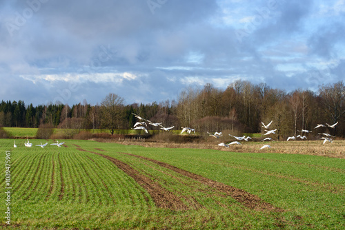 white swans in a green meadow with tractor tracks in a sunny cloudy autumn day at the edge of the forest