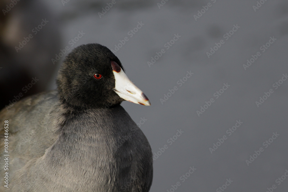 Profile View of An American Coot Profile View of An American Coot