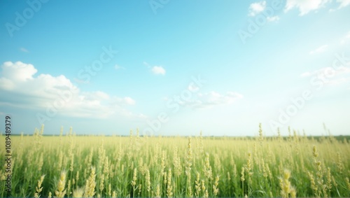 A sunny field with tall grass against a clear blue sky, showcasing nature’s simplicity and beauty. Generative, AI,