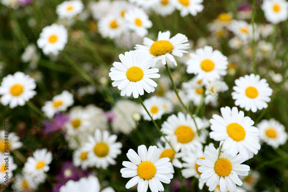 Closeup view of a field with white dalmatian pyrethrum flowers in spring season. Closeup view of a field with white dalmatian pyrethrum flowers in spring season.