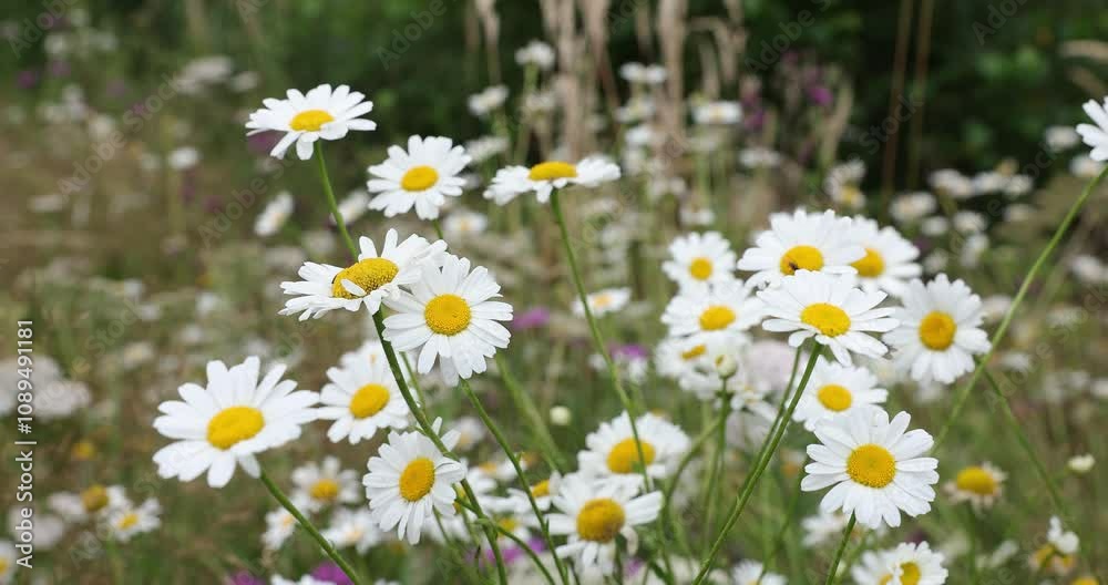 4k movie of closeup view of a field with white dalmatian pyrethrum flowers in spring season. 4k movie of closeup view of a field with white dalmatian pyrethrum flowers in spring season.