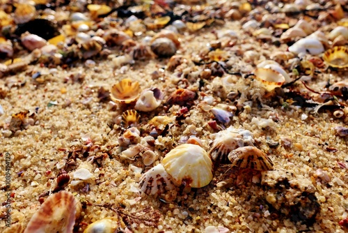 macro de un grupo de conchas, caracolas, arena y piedras. 