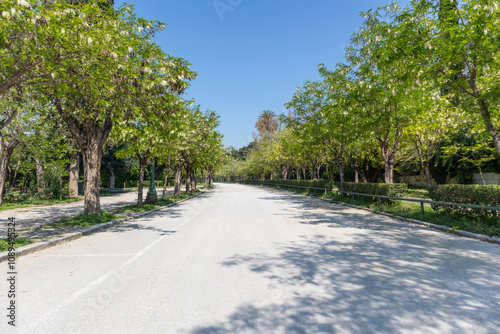 Fototapeta Naklejka Na Ścianę i Meble -  Athens Greece. National gardens at Zappeio, blue sky background