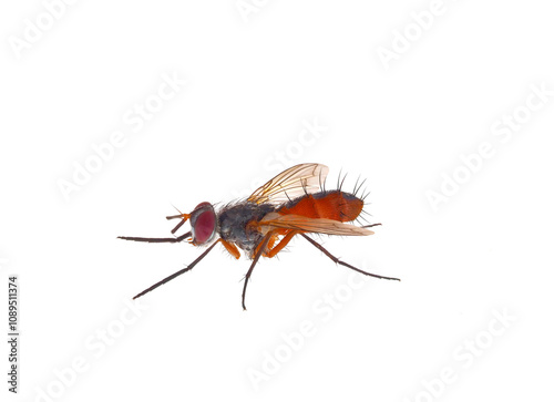 Tachinid fly isolated on white background, Mintho rufiventris photo