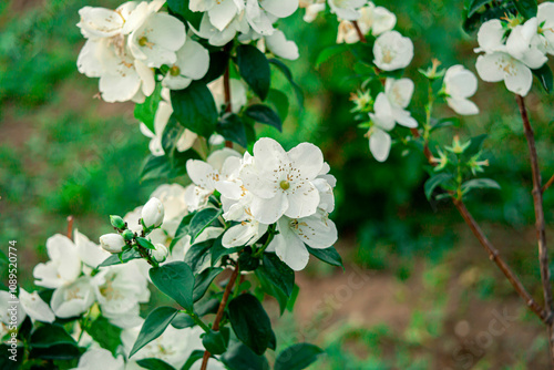 Jasmine is blooming. fragrant smell, good for aroma oil, rosebud. Green background. Postcard with a beautiful bud. Private landscape of green plants, ecology, fresh wallpaper concept.