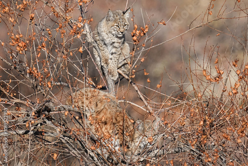 Bobcats - Colorado