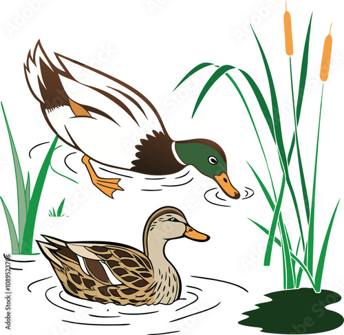 Vector Illustration of Duck feeding in pond 