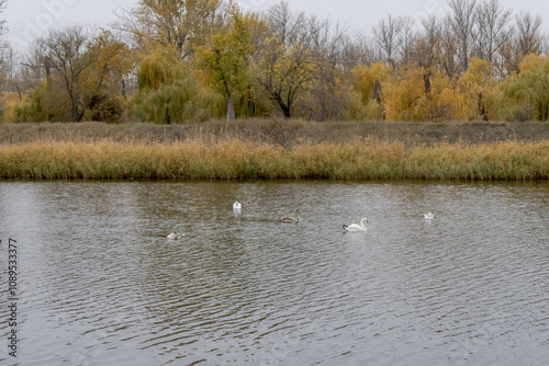 Wallpaper Mural ducks on the lake Torontodigital.ca