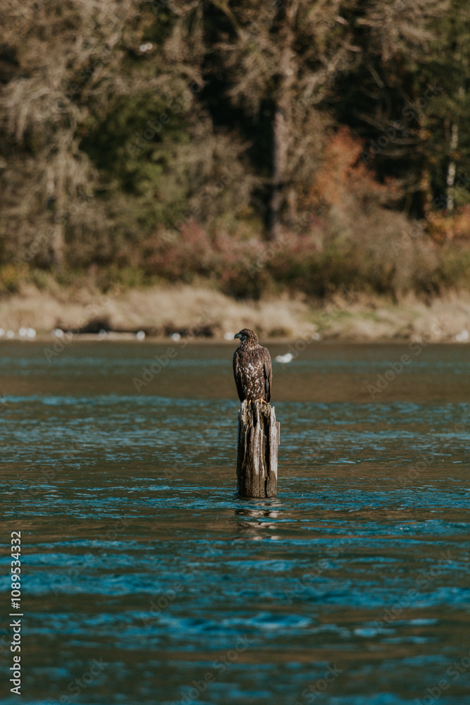 Fototapeta premium On the lookout for its next feast.