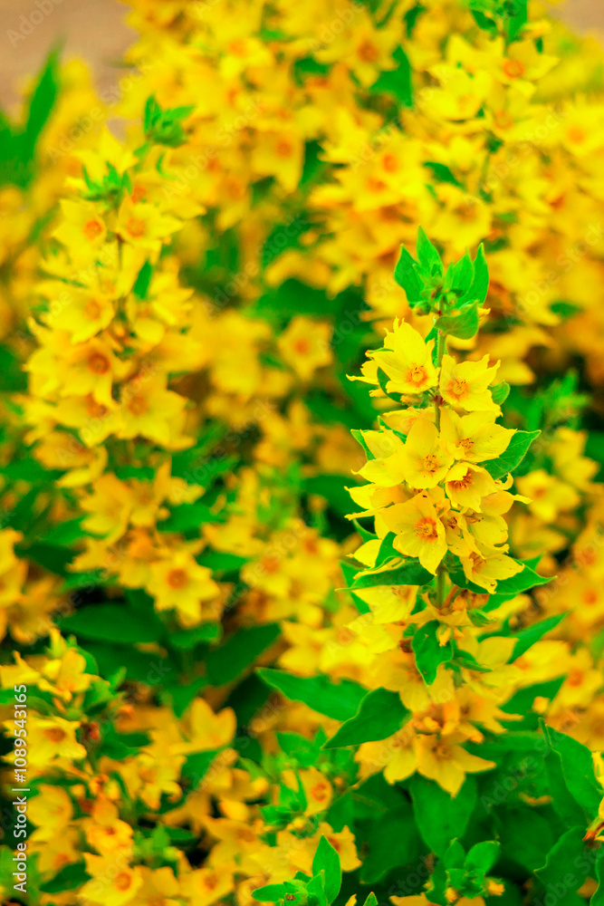 Yellow wild flowers. The flower is blooming.Rose, chamomile..Wildflowers on a green meadow. White petals.t. natural background. summer landscape. the petals contrast with the green stems and leaves. Yellow wild flowers. The flower is blooming.Rose, chamomile..Wildflowers on a green meadow. White petals.t. natural background. summer landscape. the petals contrast with the green stems and leaves.