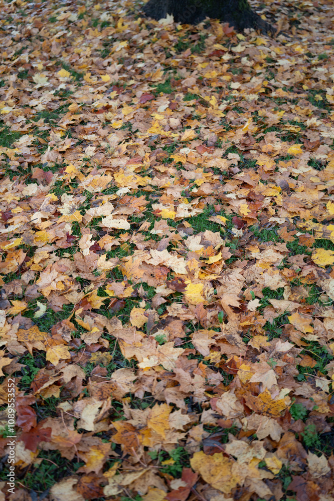 Leaf on the ground visible grass underneath Leaf on the ground visible grass underneath