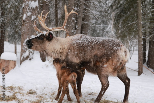 Photography Alaskan Reindeer in Calving Season