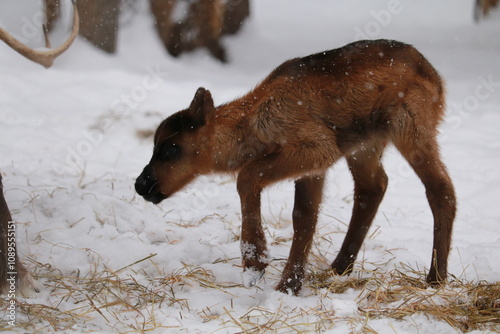 Photography Alaskan Reindeer in Calving Season