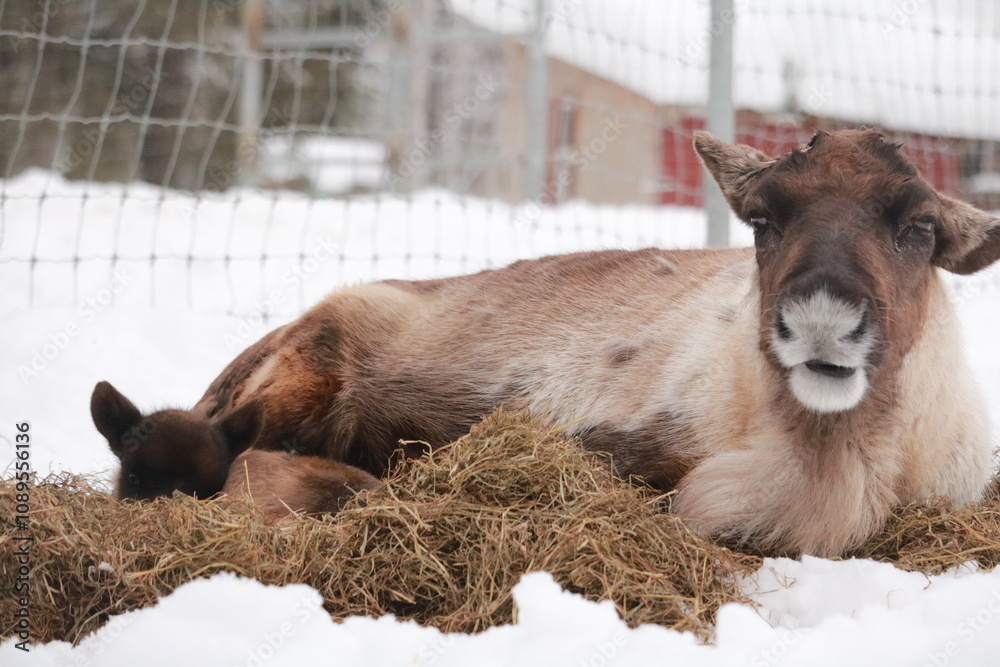 Obraz premium Alaskan Reindeer in Calving Season