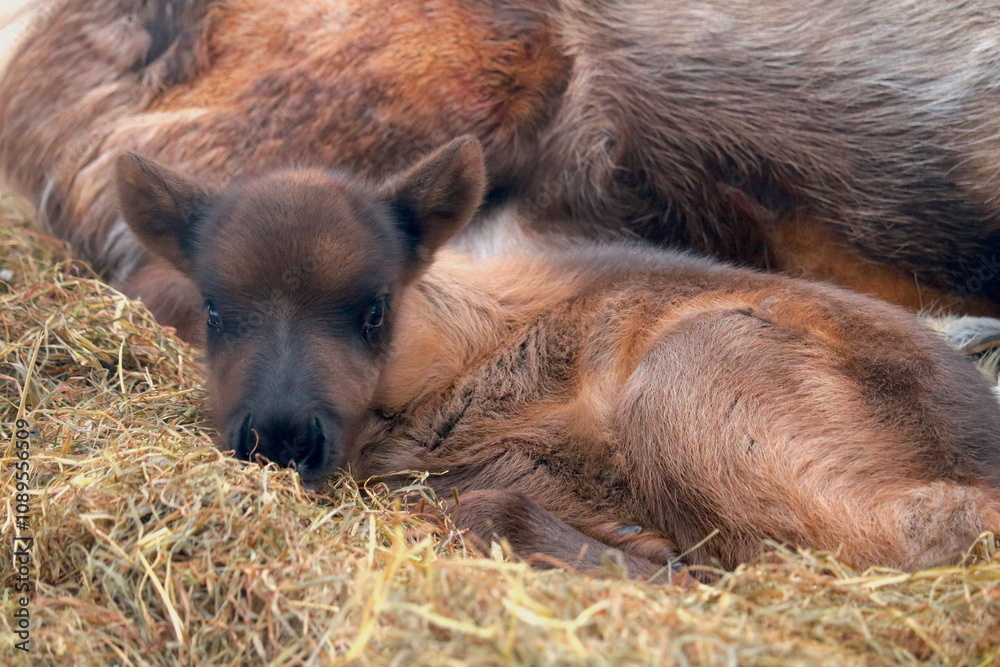 Fototapeta premium Alaskan Reindeer in Calving Season