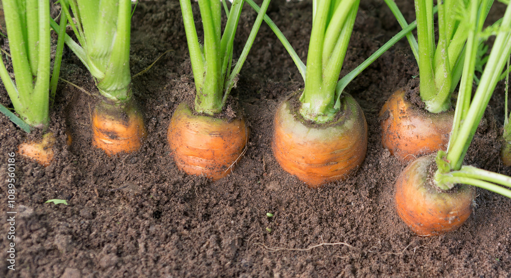 Fototapeta premium Carrots growing in soil in garden.