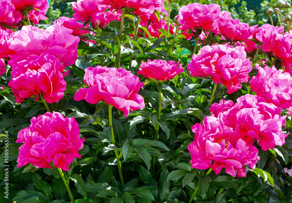 Garden peony flowers. Garden peony flowers.