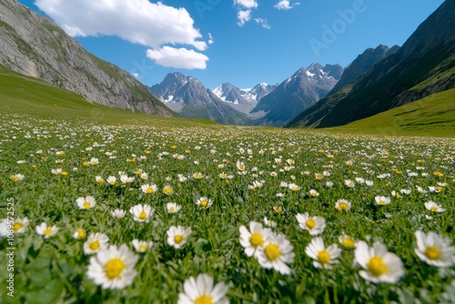 Alaska wildflowers blooming in a meadow against the backdrop of dramatic mountain ranges photo