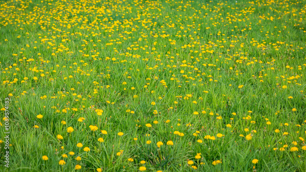 Fototapeta premium kwiat trawa roślina