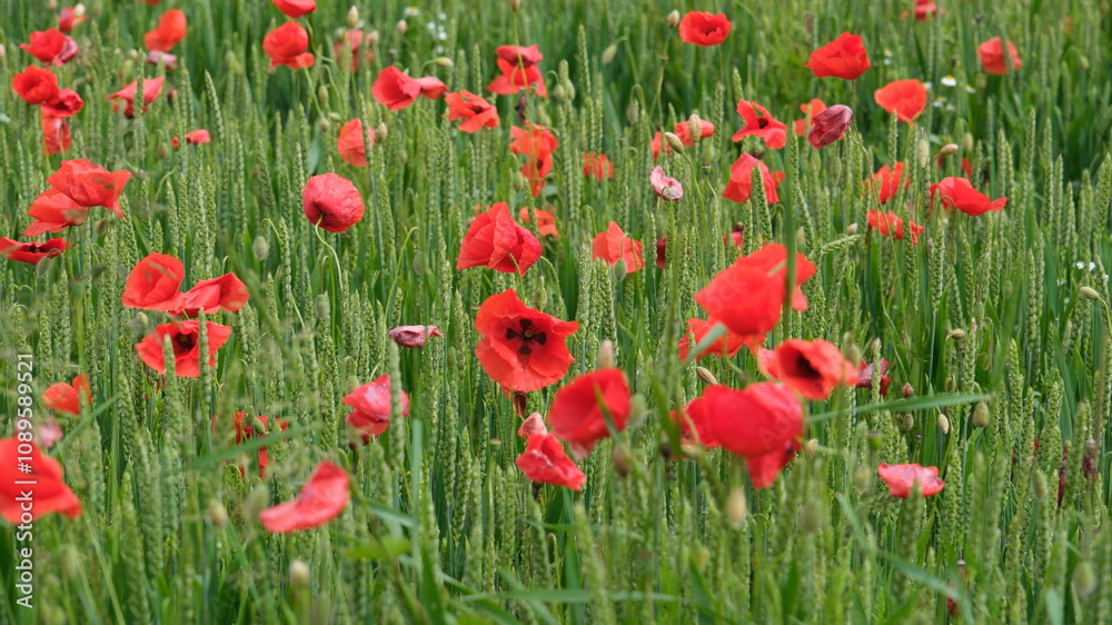 Roter Feldmohn, Mohn Pflanzen in einem Weizenfeld in der Schweiz Roter Feldmohn, Mohn Pflanzen in einem Weizenfeld in der Schweiz