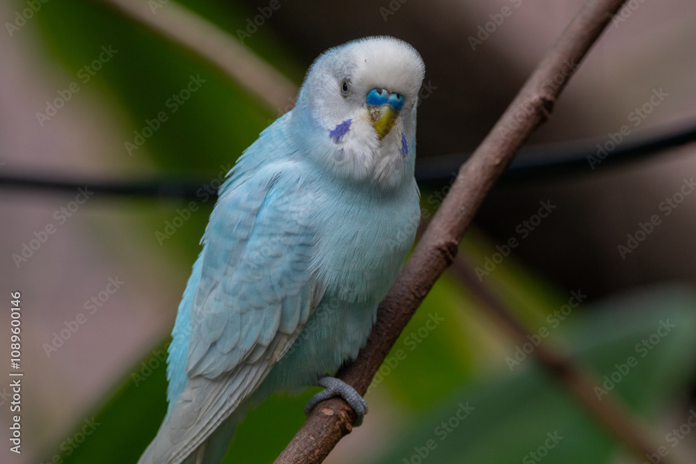 Fototapeta premium The budgerigar (Melopsittacus undulatus), also known as the common parakeet, shell parakeet or budgie is a small, long-tailed, seed-eating parrot native to Australia