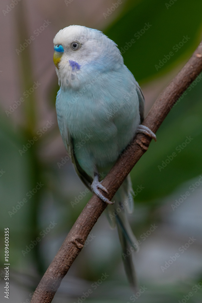 The budgerigar (Melopsittacus undulatus), also known as the common parakeet, shell parakeet or budgie is a small, long-tailed, seed-eating parrot native to Australia