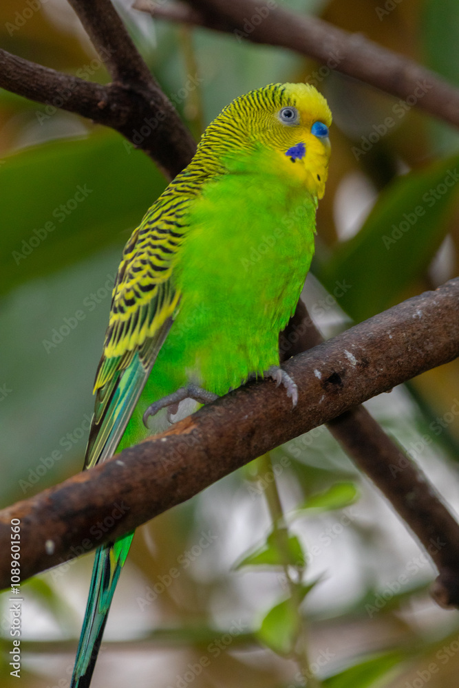 The budgerigar (Melopsittacus undulatus), also known as the common parakeet, shell parakeet or budgie is a small, long-tailed, seed-eating parrot native to Australia The budgerigar (Melopsittacus undulatus), also known as the common parakeet, shell parakeet or budgie is a small, long-tailed, seed-eating parrot native to Australia