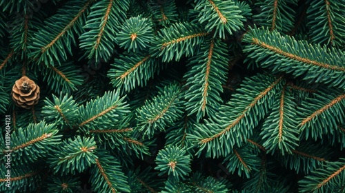 Lush Green Pine Branches With A Single Cone