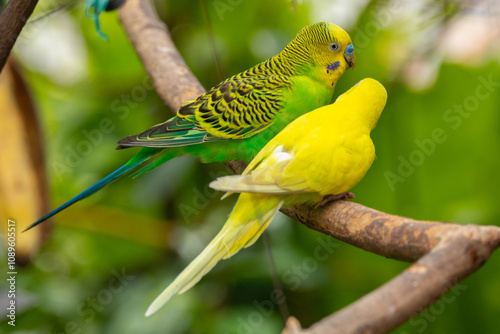 The budgerigar (Melopsittacus undulatus), also known as the common parakeet, shell parakeet or budgie is a small, long-tailed, seed-eating parrot native to Australia photo