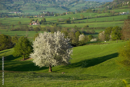 Merisier, Prunus avium, Parc naturel régional du Morvan, 71, Saône et Loire, France photo