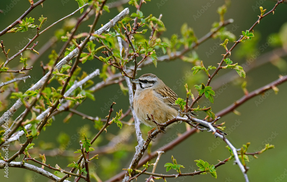 Bruant fou,.Emberiza cia, Rock Bunting Bruant fou,.Emberiza cia, Rock Bunting
