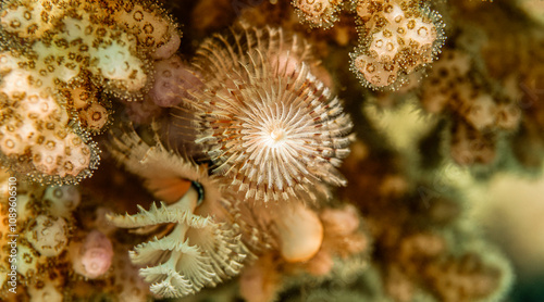 Christmas tree worms, Red Sea, Egypt