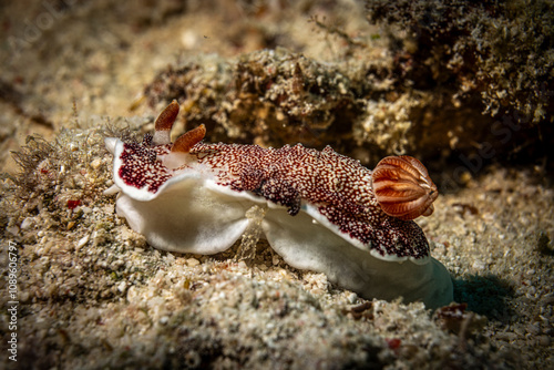 Nudibranches, Mabul, Malaysia