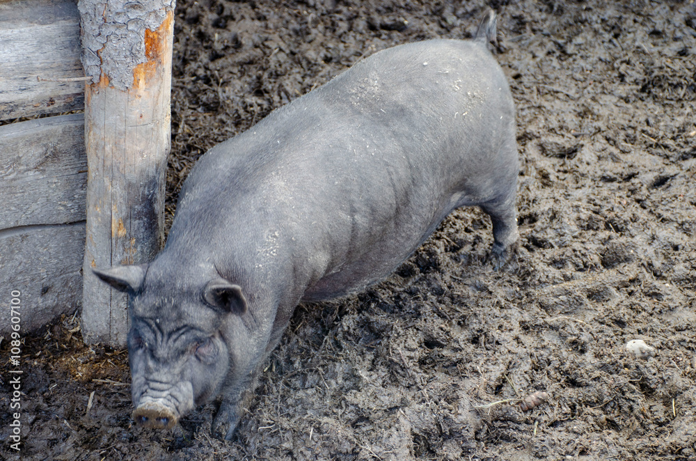 A Vietnamese pig stands in the mud in its pen A Vietnamese pig stands in the mud in its pen