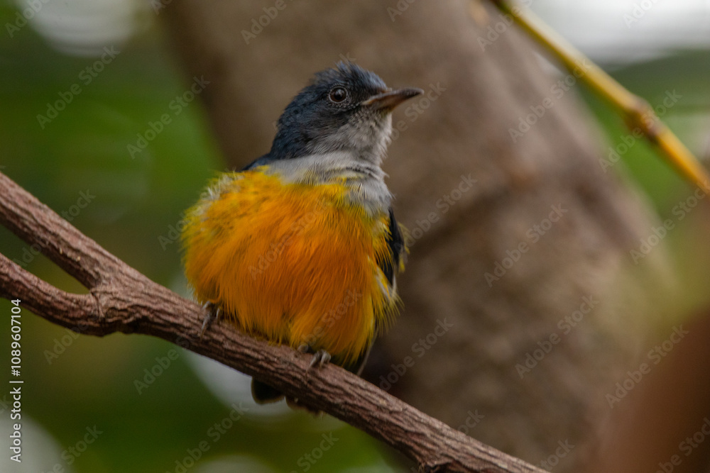Fototapeta premium The orange-bellied flowerpecker (Dicaeum trigonostigma) is a species of bird in the family Dicaeidae