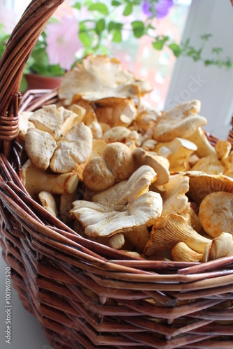 Wild chanterelle mushrooms in a basket. High quality photo