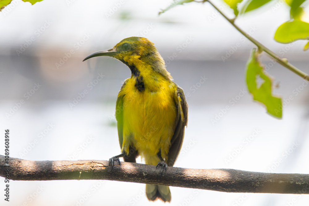 Obraz premium The garden sunbird (Cinnyris jugularis), previously known as the olive-backed sunbird, is a species of passerine bird in the family Nectariniidae
